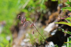 Anticlea occidentalis, photograph author not stated, no rights reserved