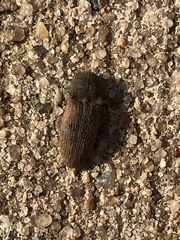 Agrypnus rectangularis