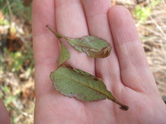 Caloptilia chrysitis