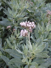 Eriodictyon traskiae smithii