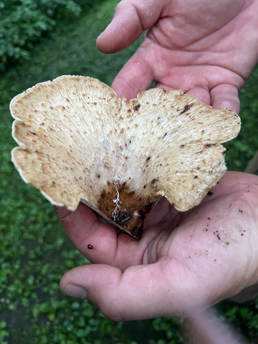 Dryad's Saddle