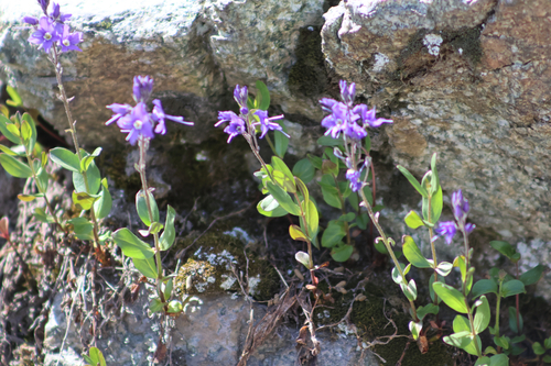 Veronica cusickii