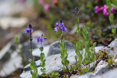 Veronica cusickii, photograph author not stated, no rights reserved