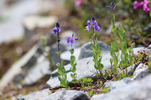 Veronica cusickii, photograph 1