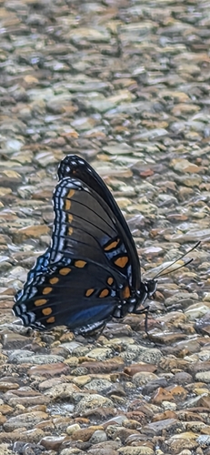 Red-spotted Purple