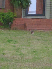 Sciurus carolinensis