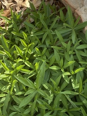 Moehringia macrophylla