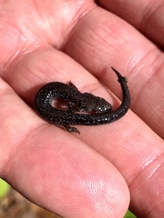 Plethodon electromorphus