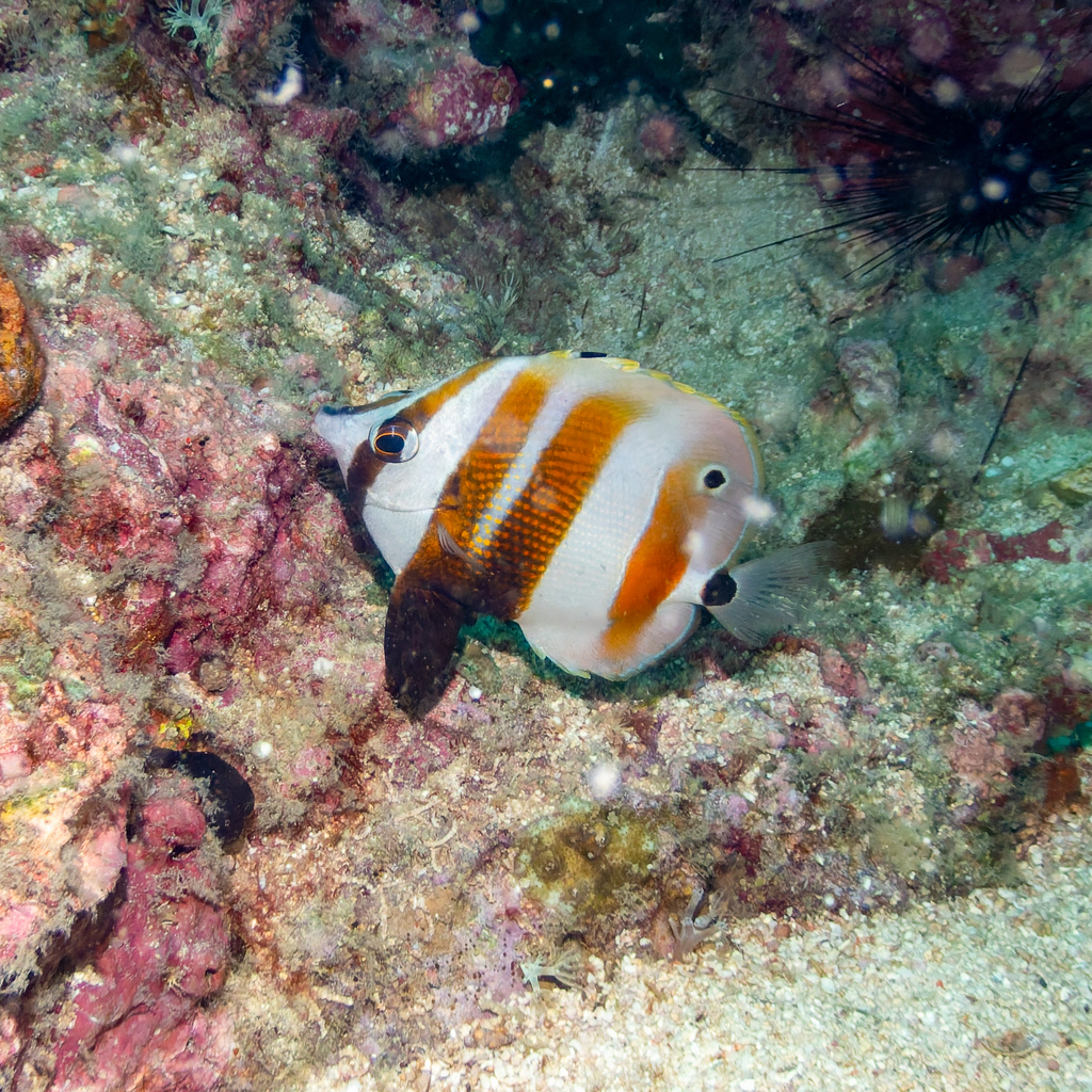 Golden-girdled Coralfish