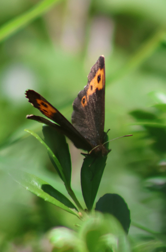Vidler's Alpine photo 5