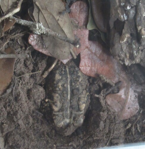 Houston Toad, Anaxyrus houstonensis