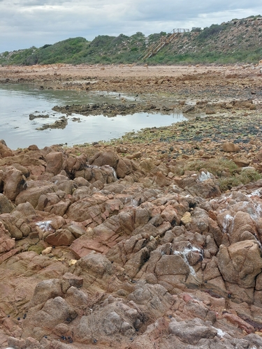 Pied Oystercatcher