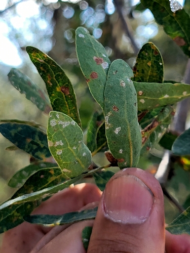 iNaturalist observation photo of blue oak
