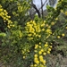 Acacia paradoxa