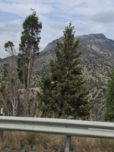 Rocky Mountains Douglas-fir