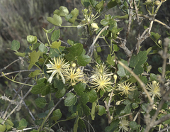 Clematis pauciflora