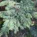 Acacia decurrens