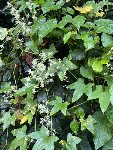 prickly cucumber