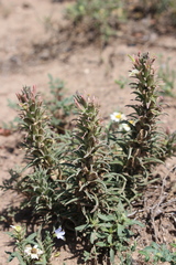 Castilleja sessiliflora