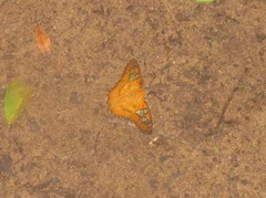 Myscelus epimachia