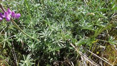 Lupinus excubitus austromontanus