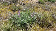 Lupinus excubitus austromontanus