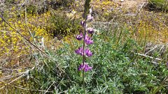 Lupinus excubitus austromontanus