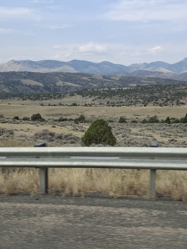 Rocky Mountain Juniper