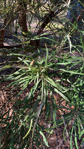 Banksia littoralis