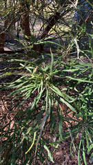 Banksia littoralis
