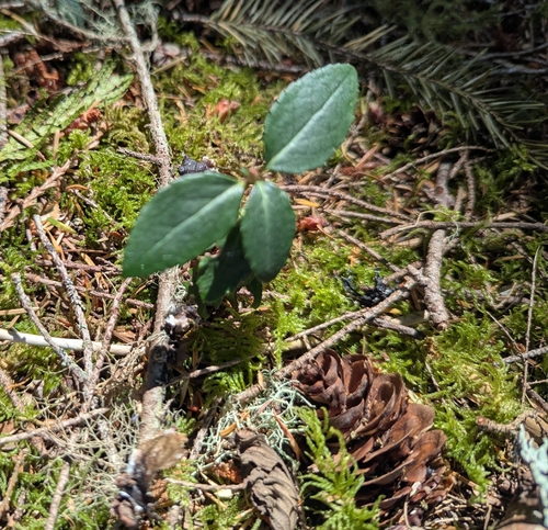 Chimaphila menziesii, photograph 6