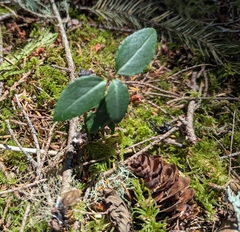 Chimaphila menziesii, photograph (c) John Brew, some rights reserved (CC BY)