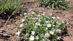 Nemophila menziesii integrifolia