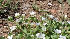 Nemophila menziesii integrifolia