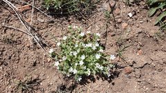 Nemophila menziesii integrifolia