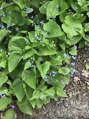 Brunnera