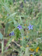 Allophyllum gilioides violaceum