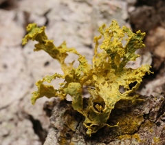 Vulpicida canadensis