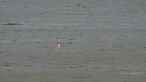 iNaturalist image