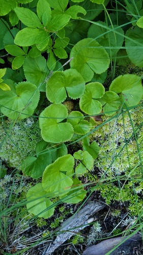Caltha biflora, photograph 3