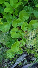 Caltha biflora, photograph author not stated, no rights reserved