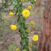 Acacia paradoxa