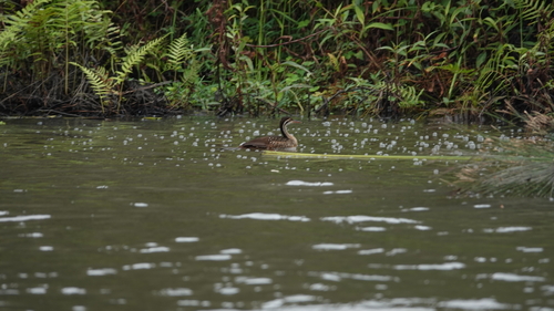 iNaturalist image