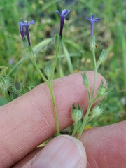 Allophyllum gilioides violaceum