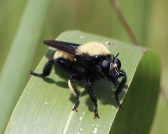 Laphria macquarti