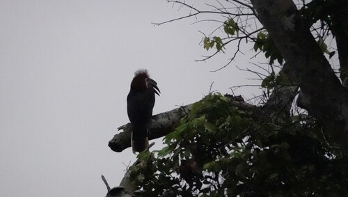 Black-casqued Hornbill