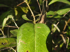Notelaea punctata