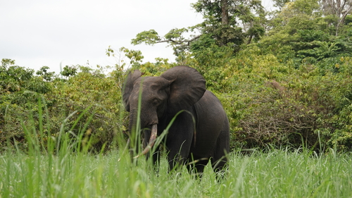 Forest Elephant