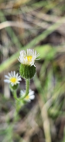 Erigeron lonchophyllus, 2026-08-14