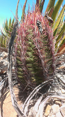 Thelocactus bicolor bicolor